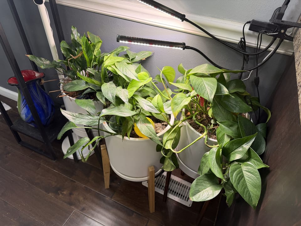 A peace lily and two pothos in white pots on wooden stands, leaning toward a clip-on grow light in a corner