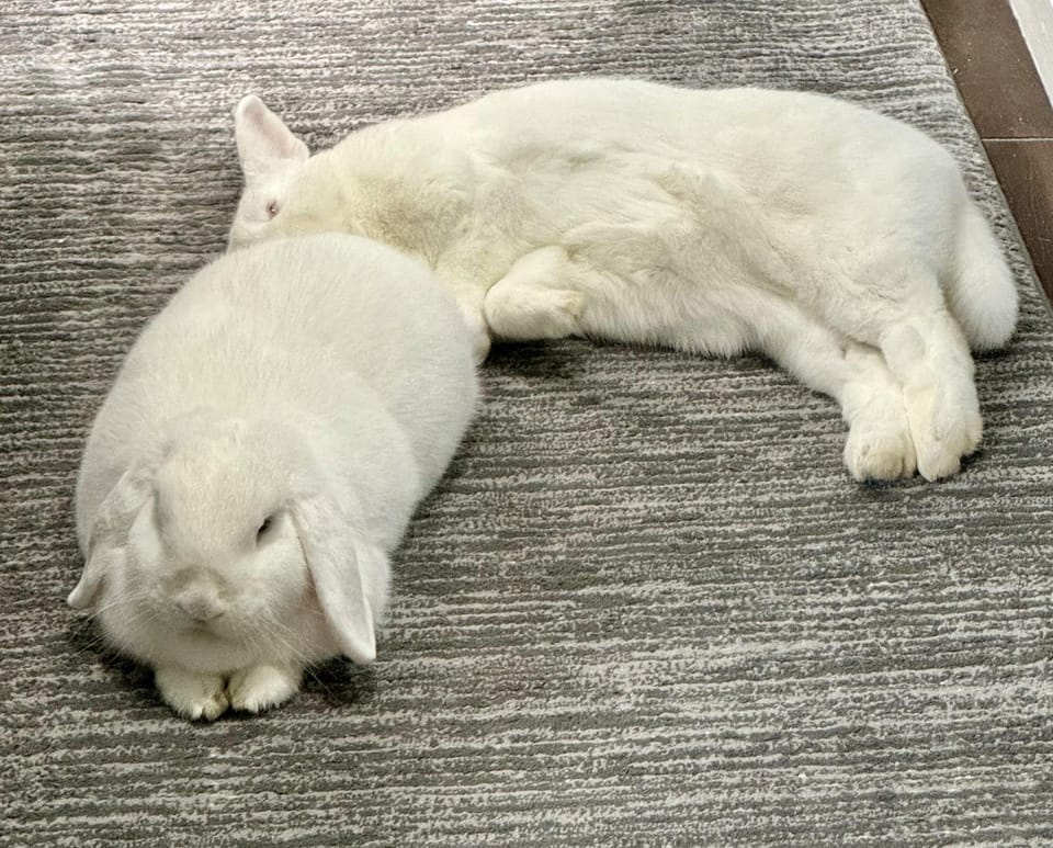 Two white rabbits asleep side by side on a grey rug