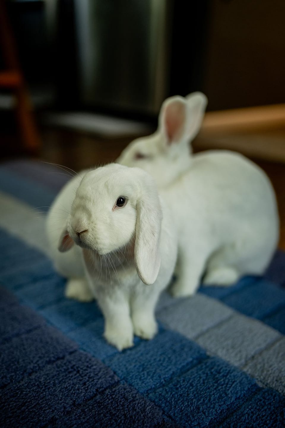 A white lop-eared rabbit sitting on a blue rug, a white rabbit with upright ears behind