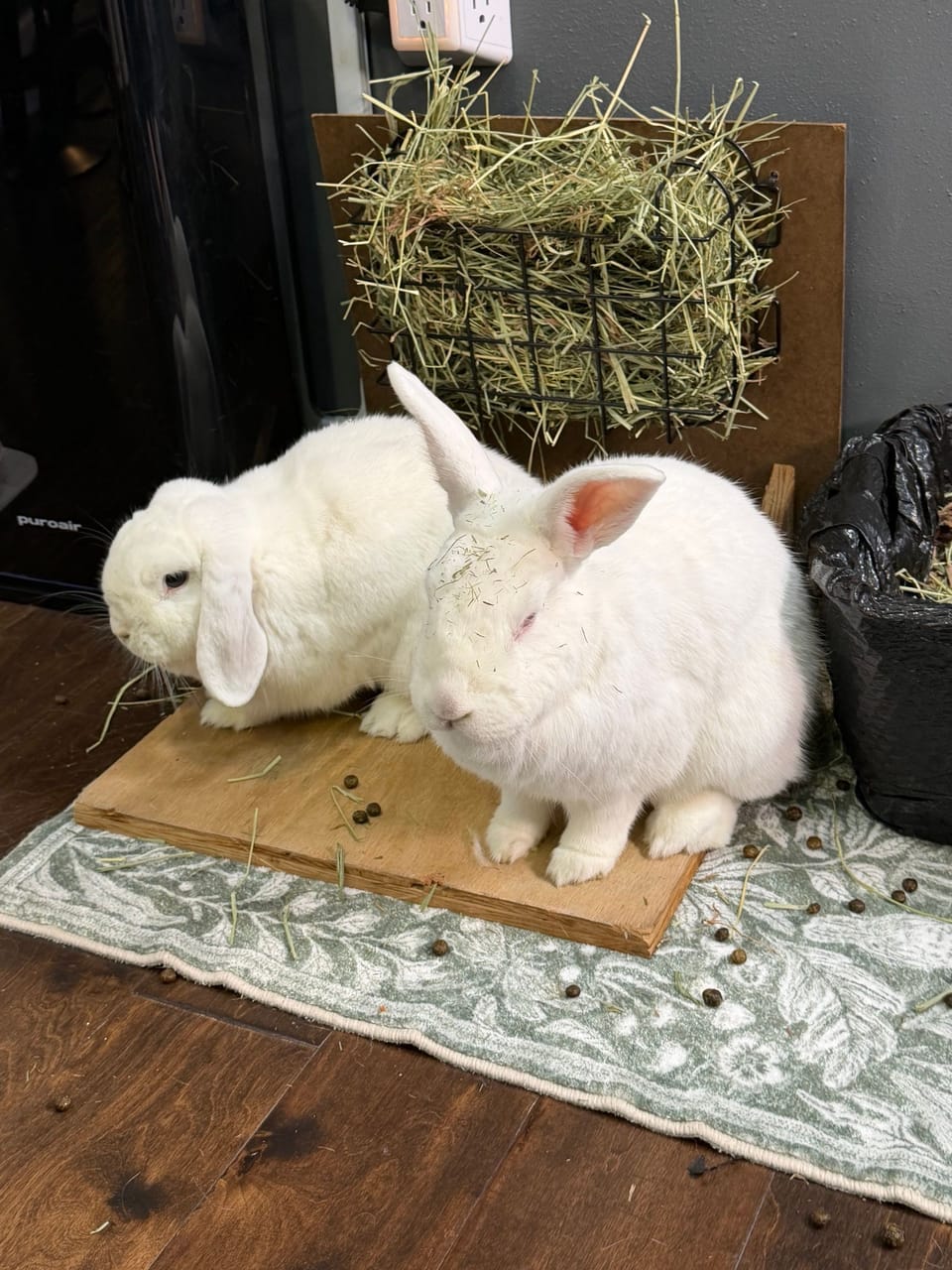 Two white rabbits side by side under a hay rack